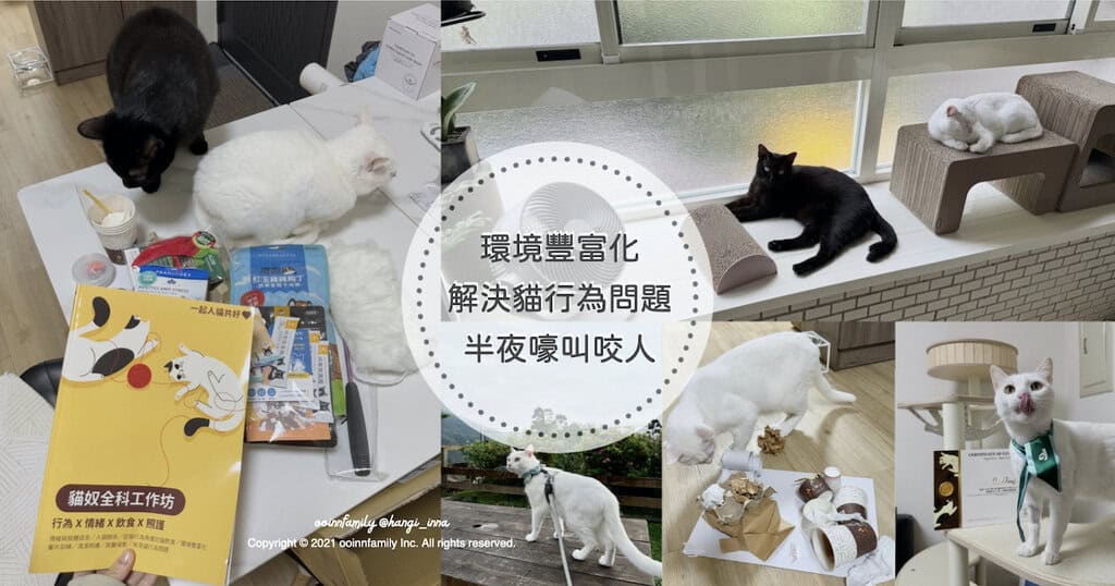 貓談社工作坊 貓半夜嚎叫不睡覺 幼貓咬人 貓行為諮詢